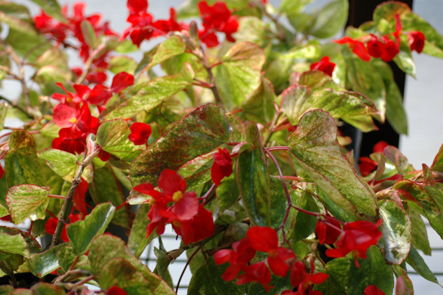 B. ‘Vamigo’